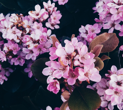 HOW TO USE FLOWERS TO SPRUCE UP YOUR HOME