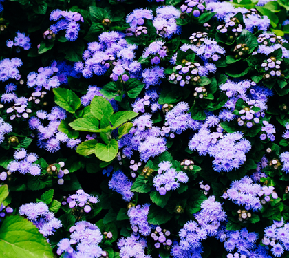 HOW TO CARE FOR YOUR FLOWERS