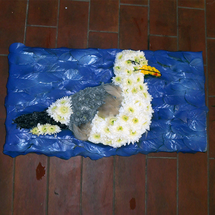 Seagull