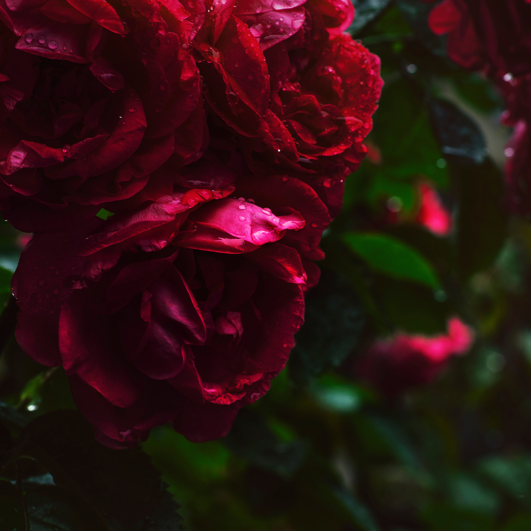 HOW TO MAKE A BOUQUET OF FLOWERS