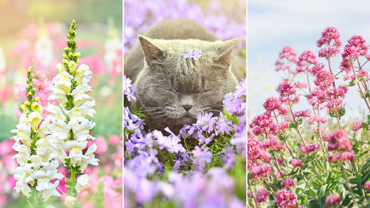 Beautiful but Safe: 5 Non-Toxic Spring Flowers for Cat and Dog Owners