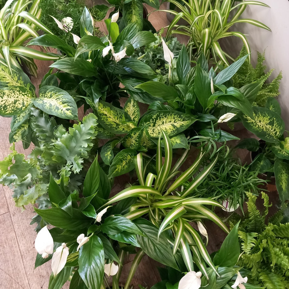 Plants