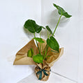 Monstera- Cheeseplant