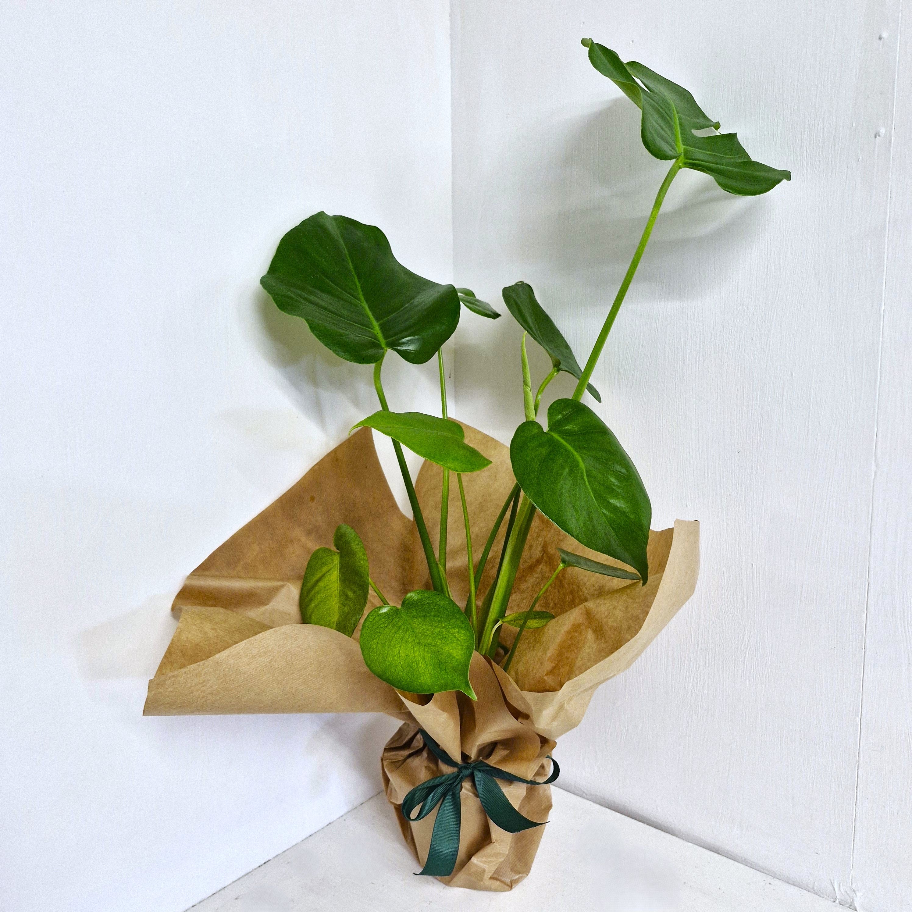 Monstera- Cheeseplant