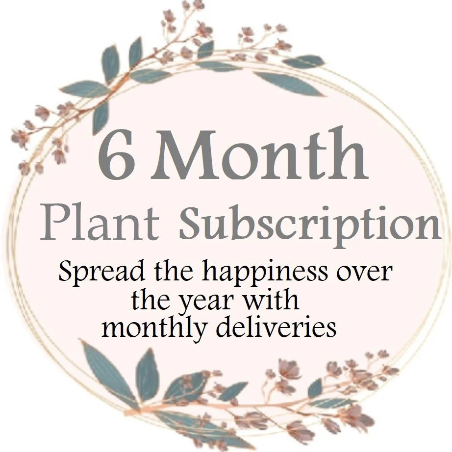6 Month Plant Subscription