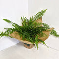 Nephrolepis- Boston Fern