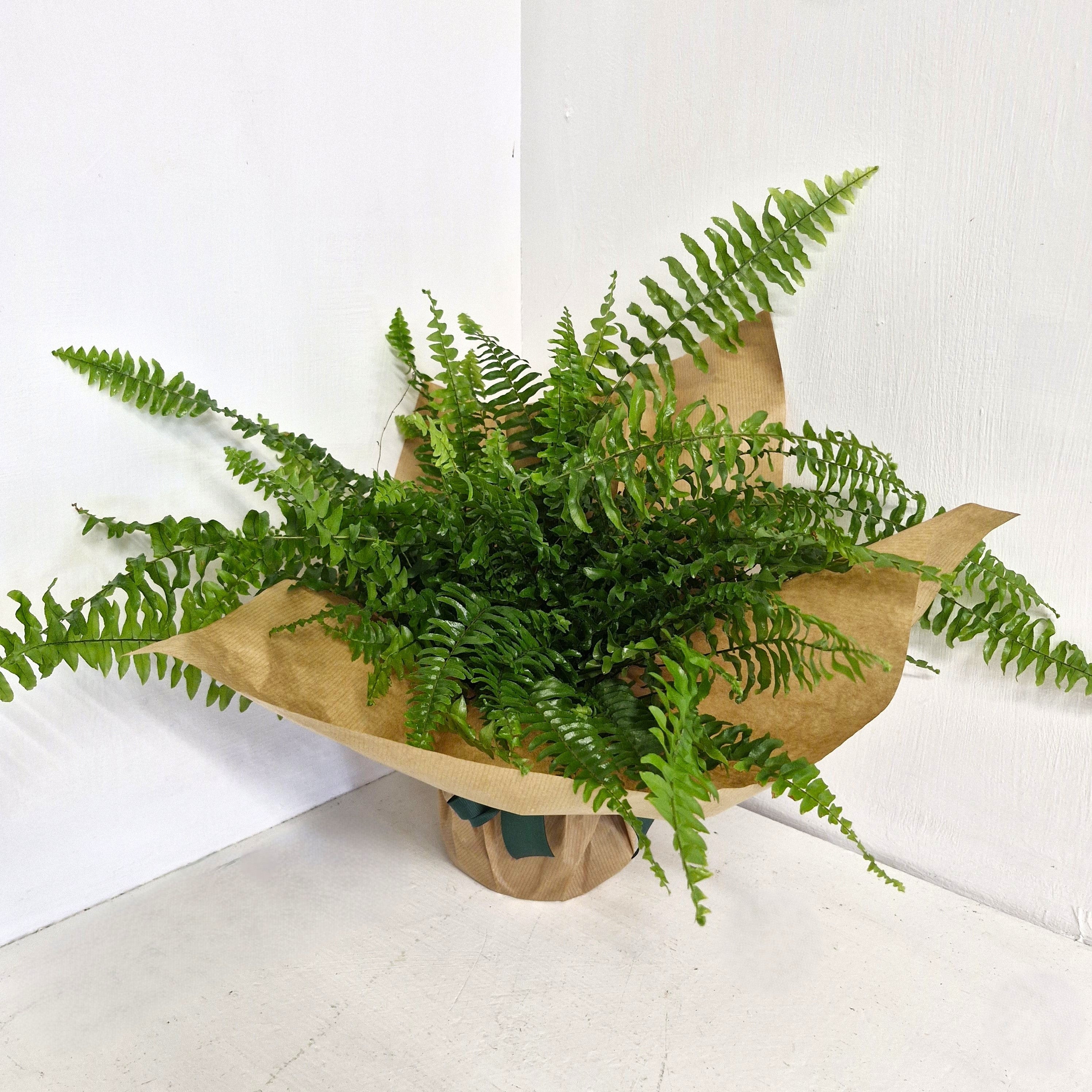 Nephrolepis- Boston Fern