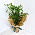 Chamaedorea elegans- Parlor Palm