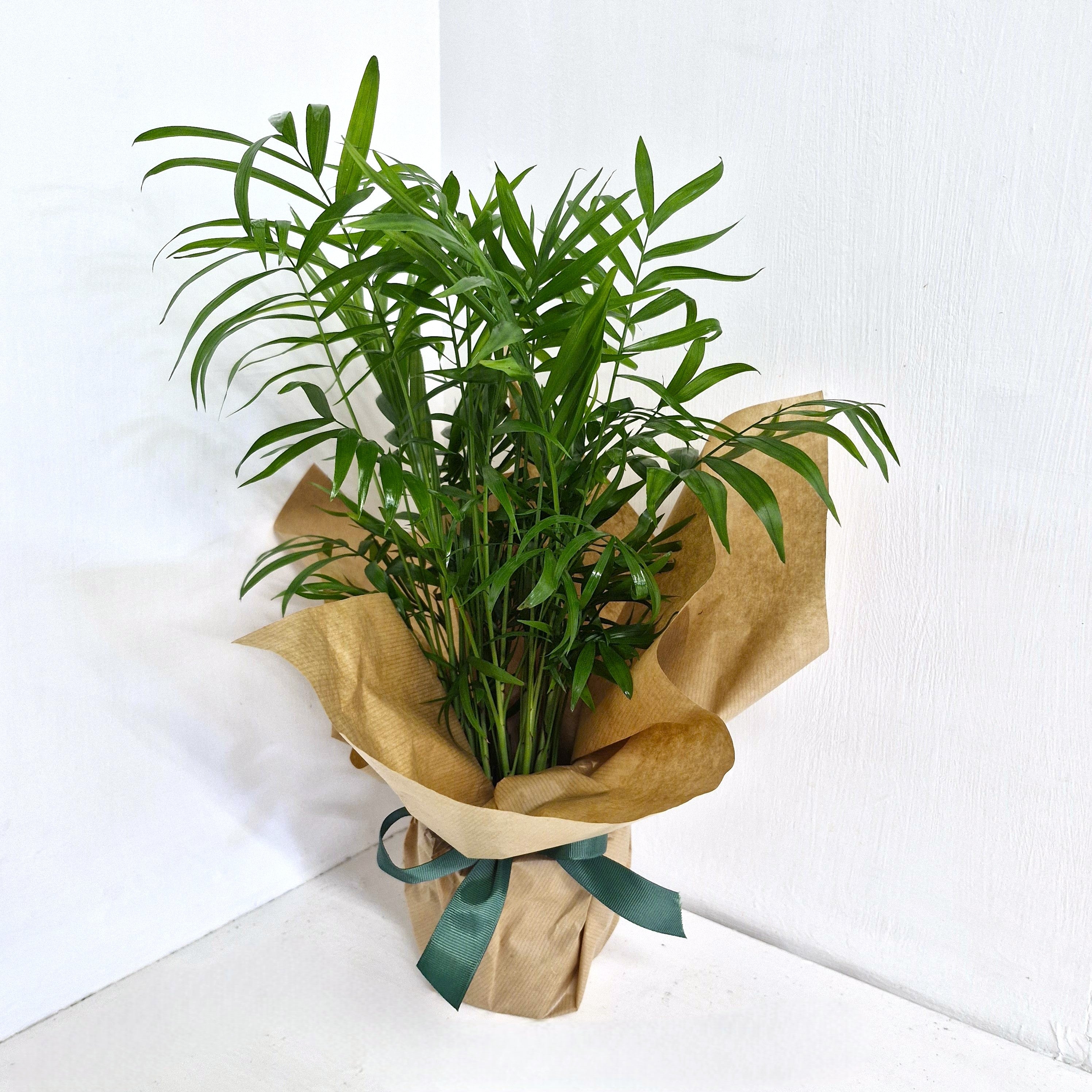 Chamaedorea elegans- Parlor Palm