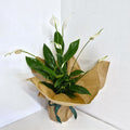 Spathiphyllum- Peace Lily